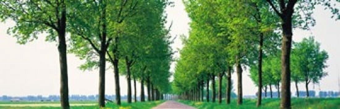 Tree-lined road Noord Holland Edam vicinty Netherlands Canvas Art - Panoramic Images (18 x 6)