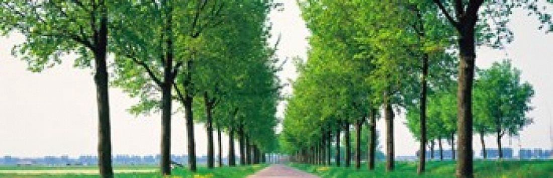 Tree-lined road Noord Holland Edam vicinty Netherlands Canvas Art - Panoramic Images (36 x 12)