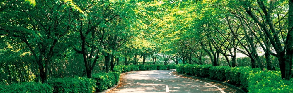 Tree lined road Osaka Shijonawate Japan Canvas Art - Panoramic Images (27 x 9)