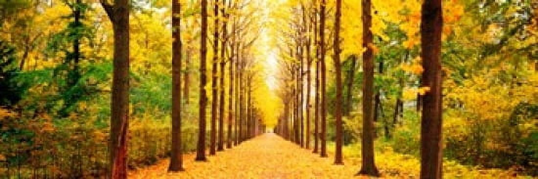 Tree-lined road Schwetzingen Germany Canvas Art - Panoramic Images (36 x 12)