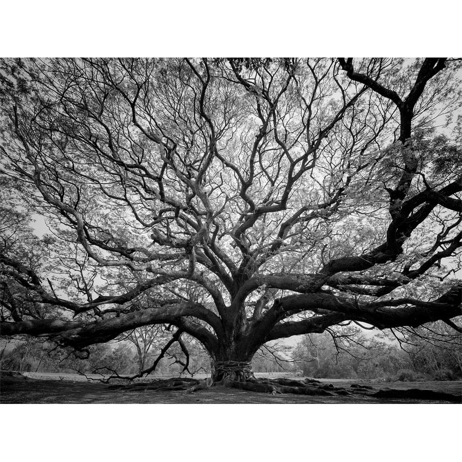 Black and White Tree of Wisdom Photography Canvas Art 36 x 24