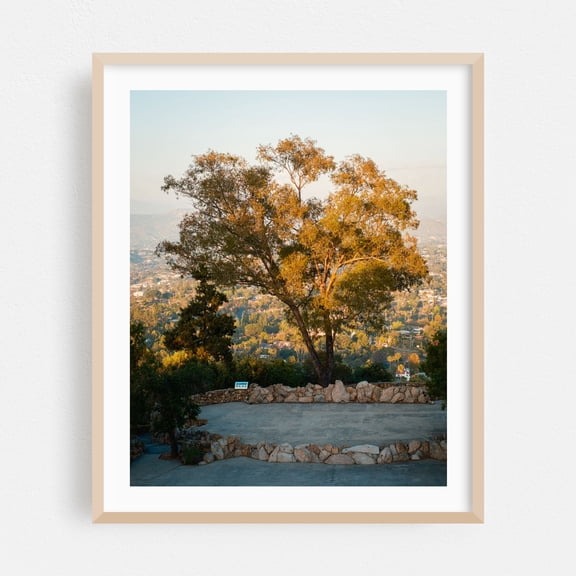 Tree on Mt. Helix, La Mesa - La Mesa California Photography Landscape Nature Scenic Autumn Woodland Mountain Oak Framed Wall Art Print 18 x 24 inches