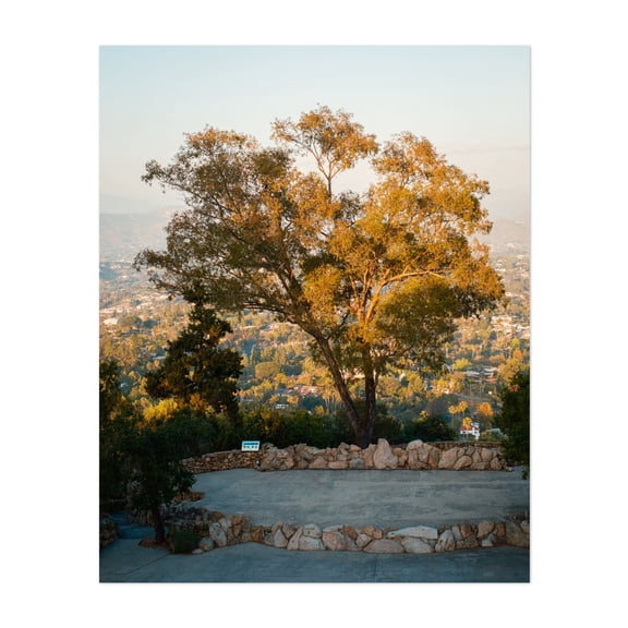 Tree on Mt. Helix, La Mesa - La Mesa California Photography Landscape Nature Scenic Autumn Woodland Mountain Unframed Wall Art Print 36 x 48 inches