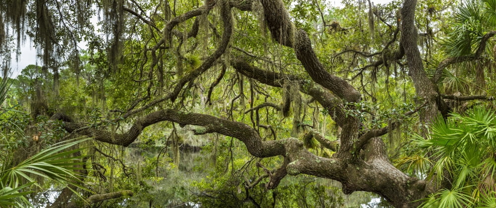 Tree on South Creek in Oscar Scherer State Park Nokomis Sarasota County Florida USA Canvas Art - Panoramic Images (36 x 12)