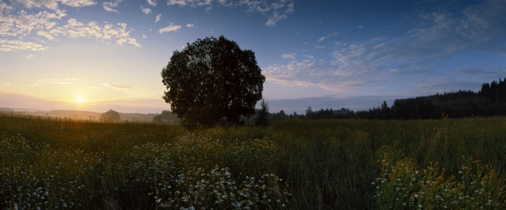 Tree on a landscape Joutseno South Karelia Southern Finland Finland Canvas Art - Panoramic Images (27 x 9)