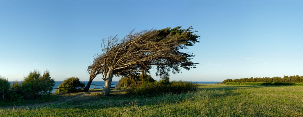 Tree on landscape Oleron Charente-Maritime Poitou-Charentes France Canvas Art - Panoramic Images (6 x 15)
