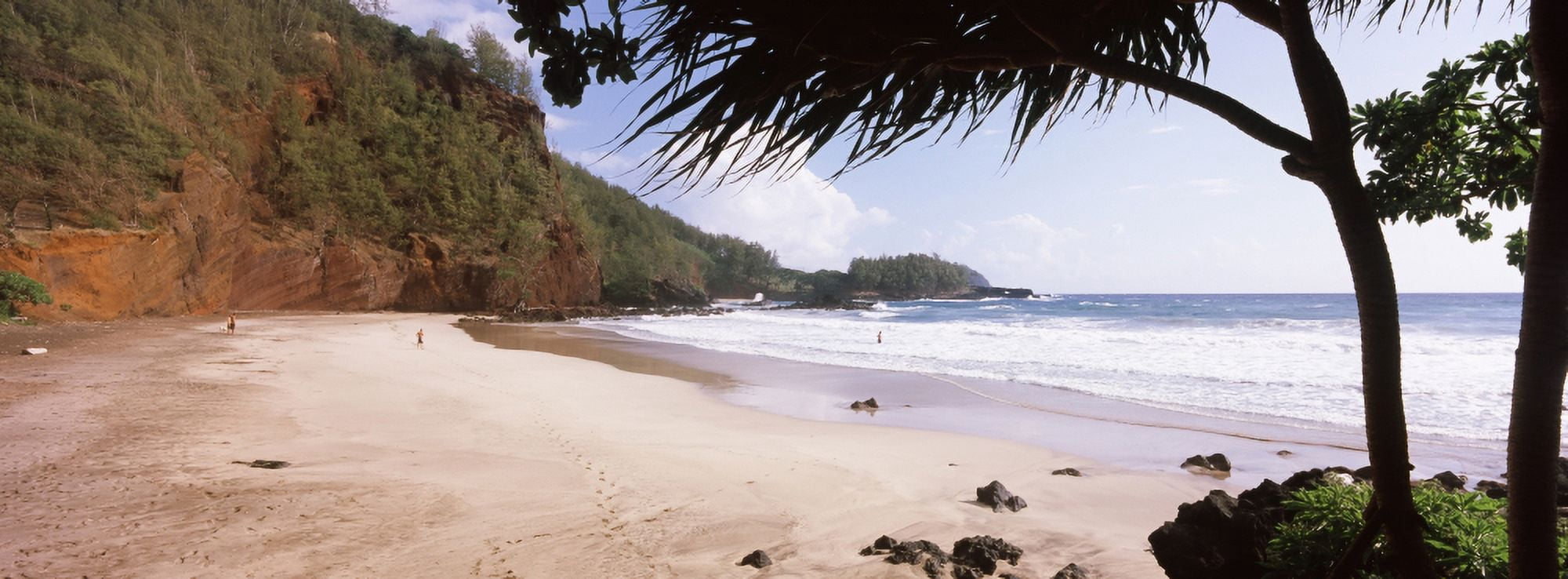 Tree on the beach Lelekea Beach Hana Maui Hawaii USA Canvas Art - Panoramic Images (27 x 9)
