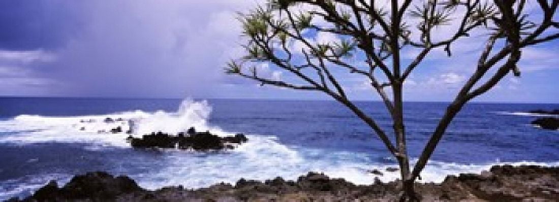 Tree on the coast Honolulu Nui Bay Nahiku Maui Hawaii USA Canvas Art - Panoramic Images (18 x 7)
