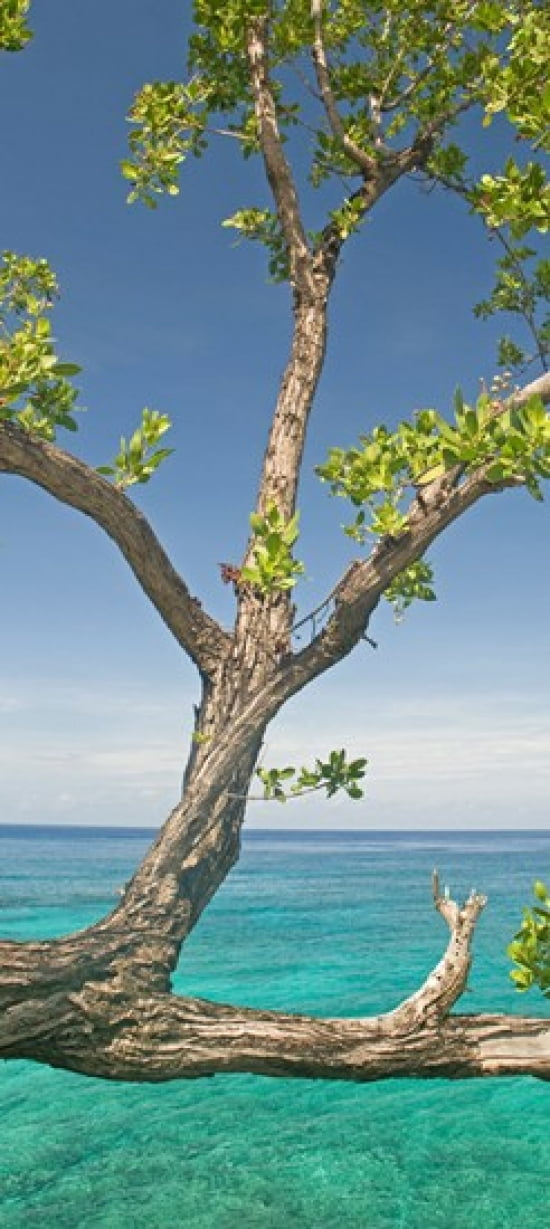Tree overhanging sea at Xtabi Hotel Negril Westmoreland Jamaica Canvas Art - Panoramic Images (30 x 14)