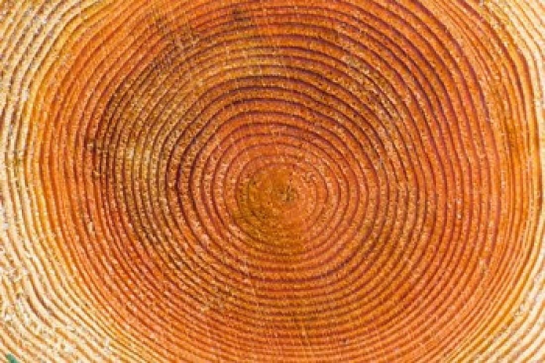 Tree rings Stanley Park British Columbia Canvas Art - Paul Colangelo DanitaDelimont (26 x 18)