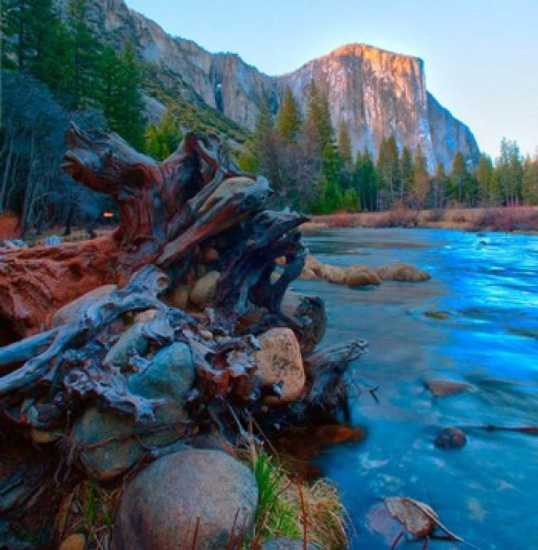 Tree roots in Merced River in the Yosemite Valley Canvas Art - Anna Miller DanitaDelimont (27 x 27)
