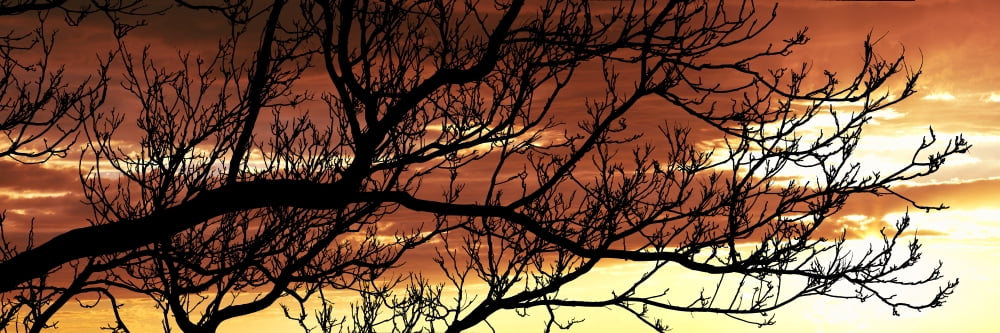 Tree silhouette at sunset Warner Springs California USA Canvas Art - Panoramic Images (27 x 9)