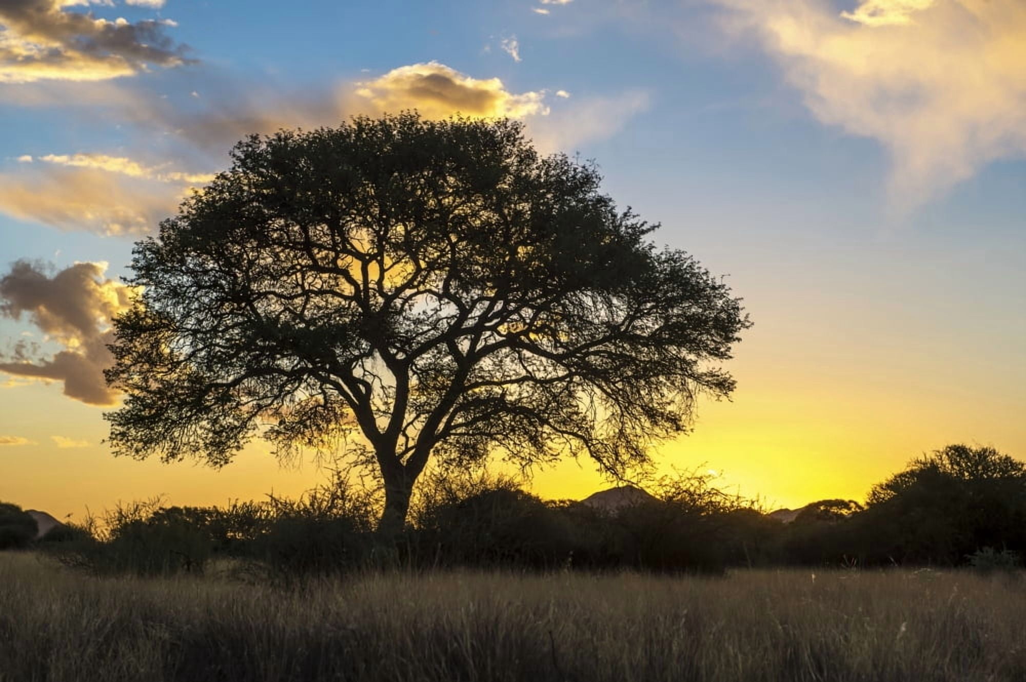 Tree silhouetted by the sun at dusk Namibia Canvas Art - Remsberg Inc Design Pics (19 x 12)