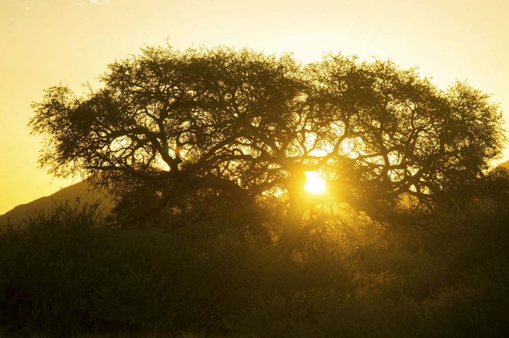 Tree silhouetted by the sun at dusk Namibia Canvas Art - Remsberg Inc  Design Pics (38 x 24)