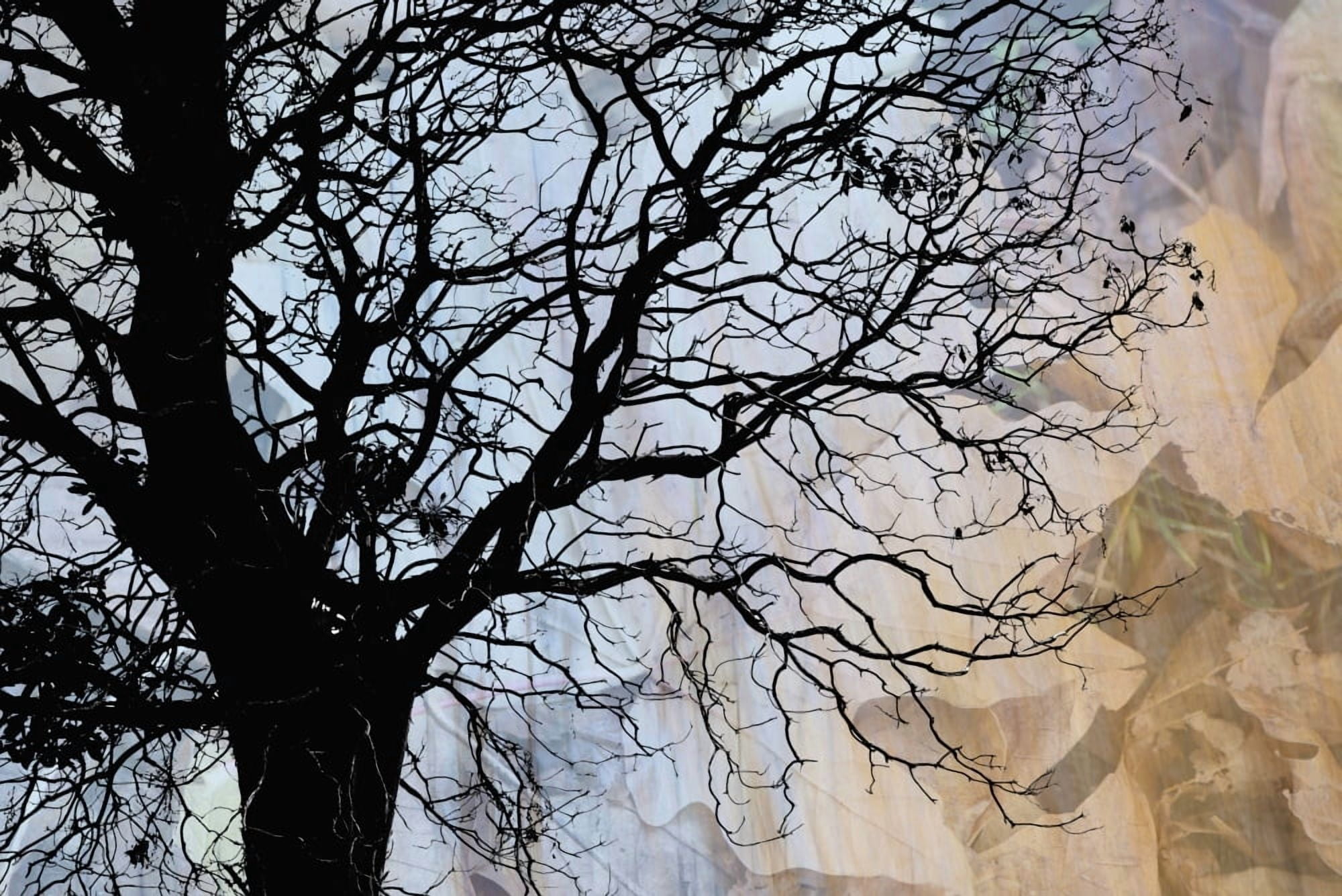 Tree skeleton layer over opaque image of leaves using camera movement Vancouver British Columbia Canada Canvas Art - Judi Angel Design Pics (19 x 12)