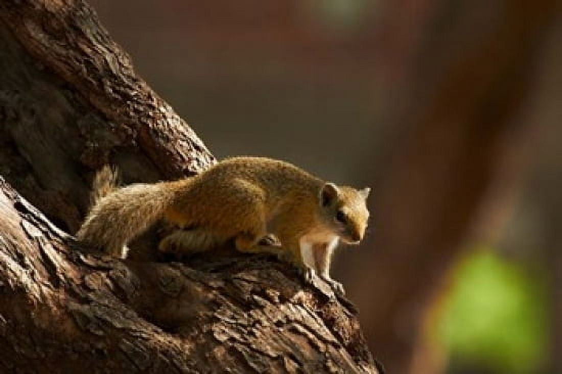 Tree squirrel Okavango Delta Botswana Africa Canvas Art - David Wall DanitaDelimont (24 x 15)