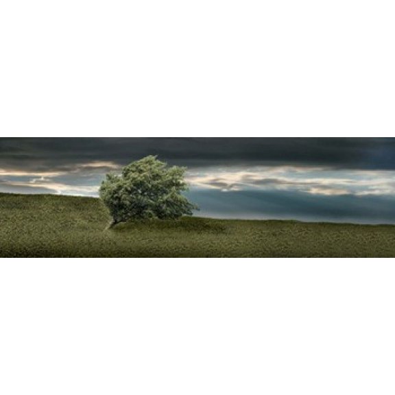 Tree swaying in storm Poster Print (15 x 5)