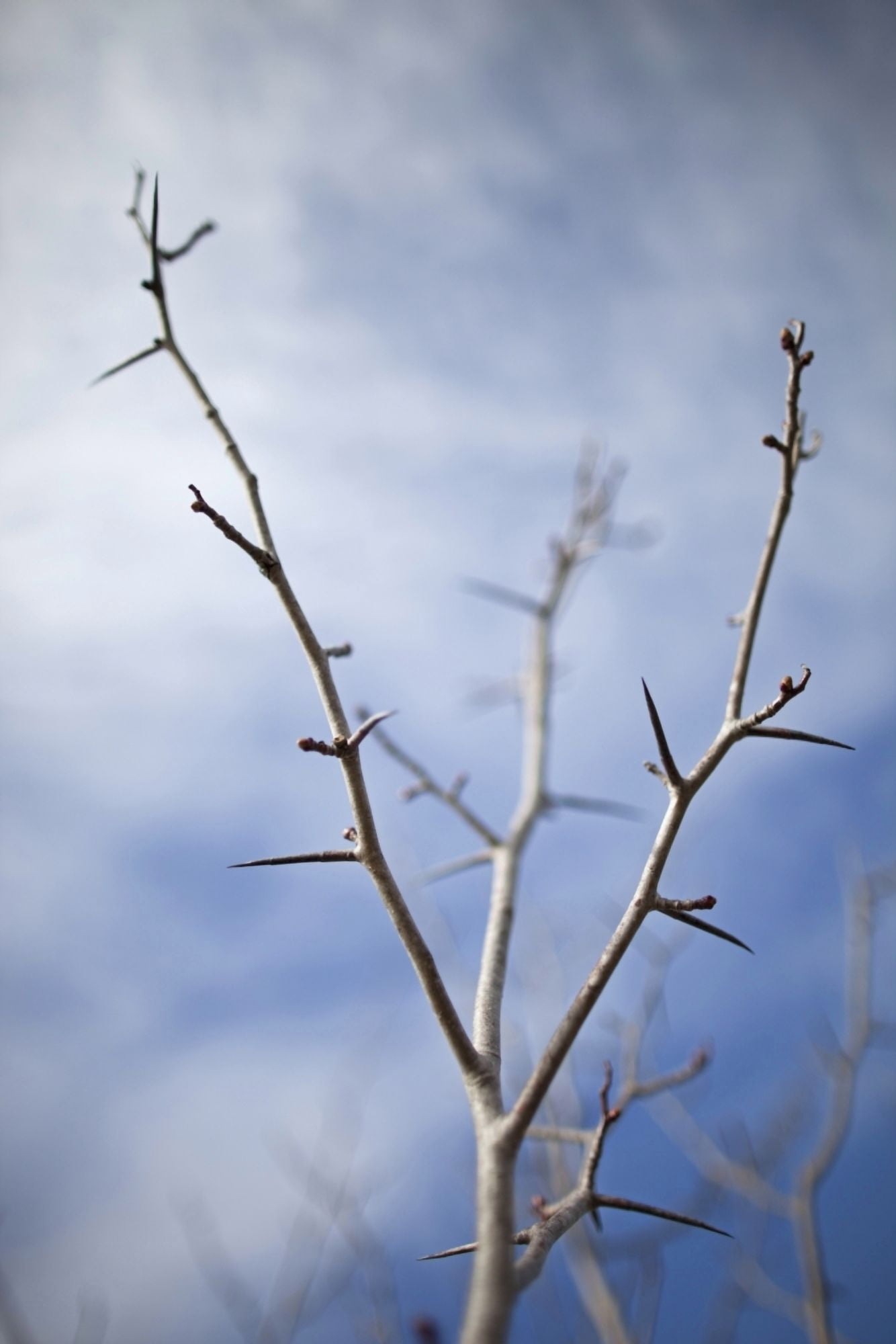 Tree with buds in springtime Milton Ontario Canada Canvas Art - Ron Bouwhuis Design Pics (12 x 19)
