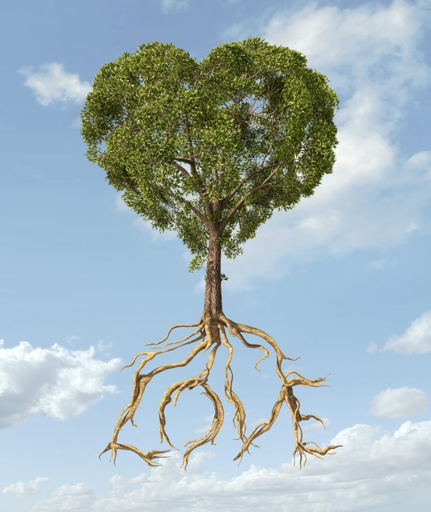 Tree with foliage in the shape of a heart with roots as text Love Canvas Art - Leonello CalvettiStocktrek Images (27 x 31)