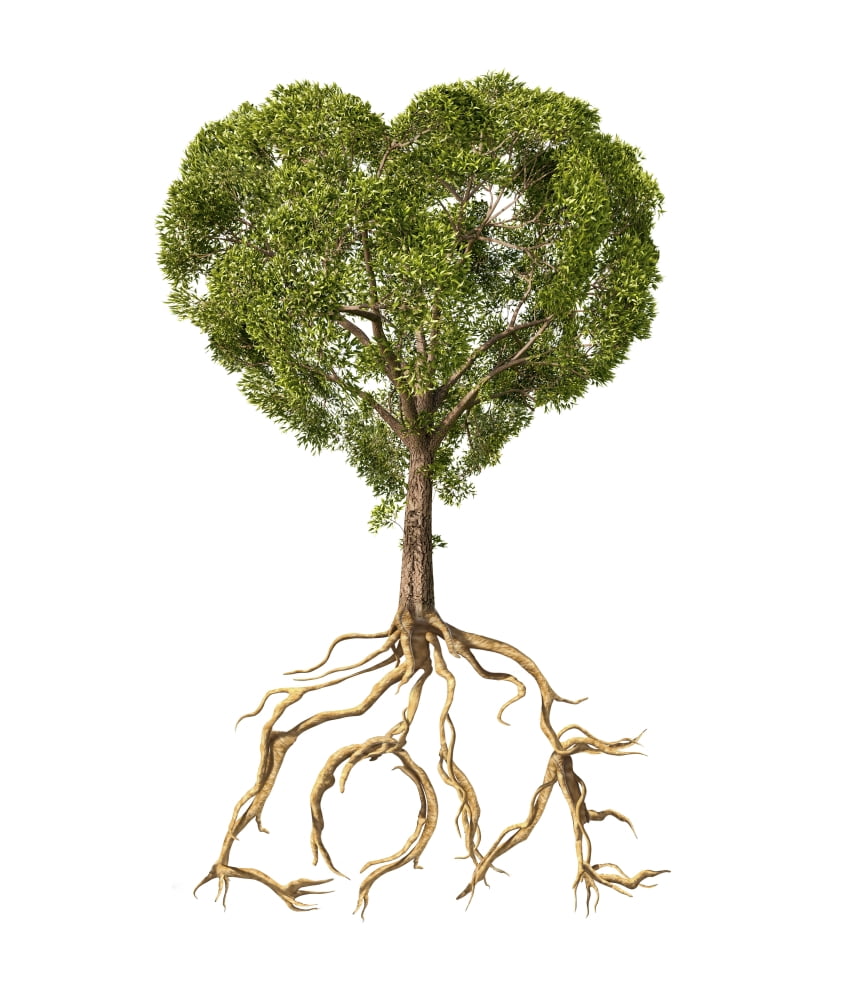 Tree with foliage in the shape of a heart with roots as text Love Canvas Art - Leonello CalvettiStocktrek Images (27 x 31)