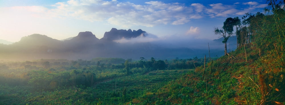 Tree with mountain in the background Kao Sok National Park Surat Thani Province Thailand Canvas Art - Panoramic Images (36 x 12)