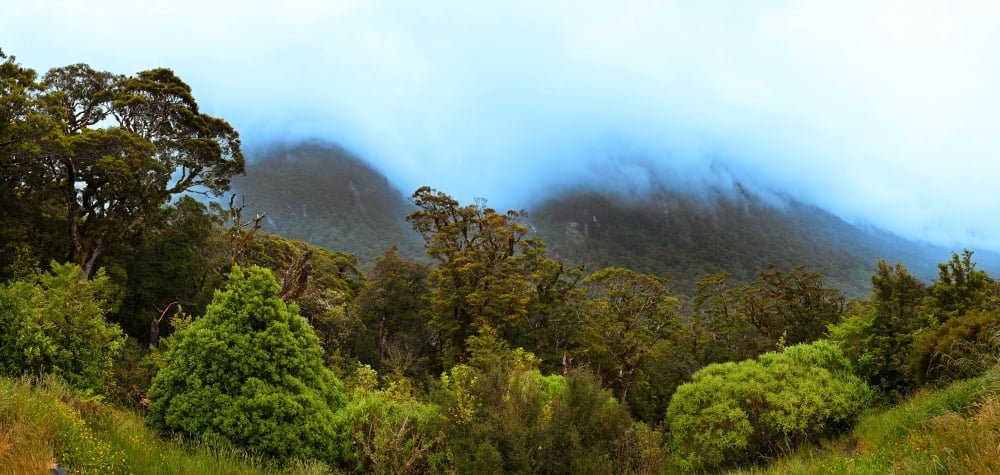 Tree with mountain range in the background Fiordland National Park South Island New Zealand Canvas Art - Panoramic Images (36 x 12)