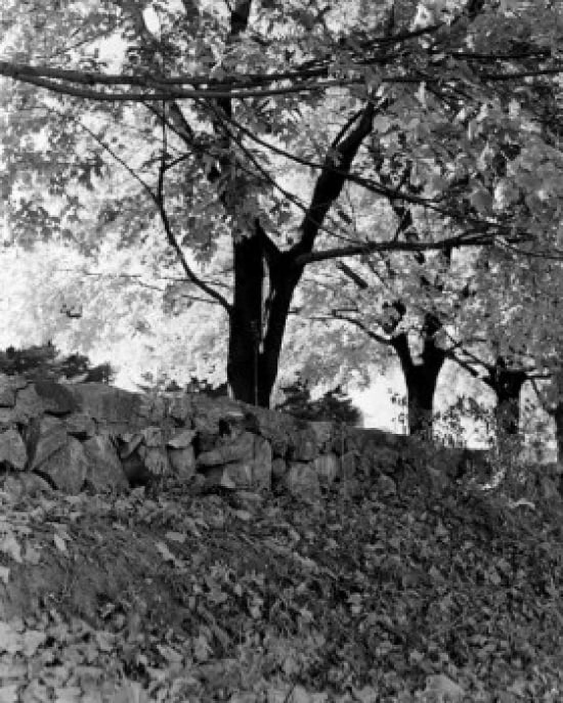 Tree with stone wall on the front Canvas Art - (24 x 36)