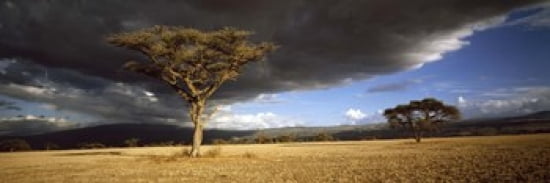 Tree wstorm clouds Tanzania Canvas Art - Panoramic Images (36 x 12)