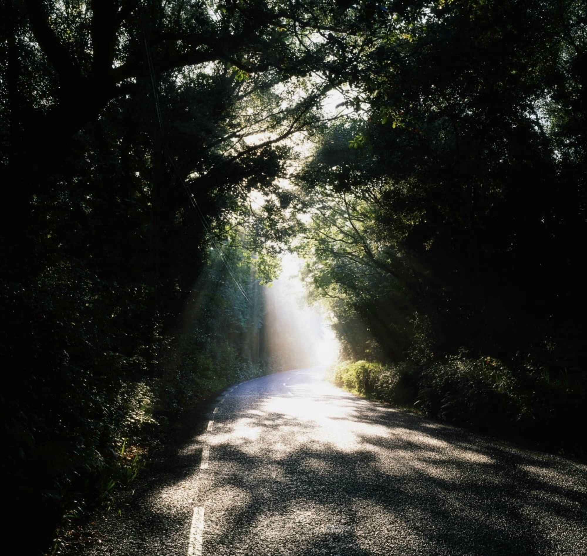 Treelined Road Canvas Art - The Irish Image Collection Design Pics (15 x 14)