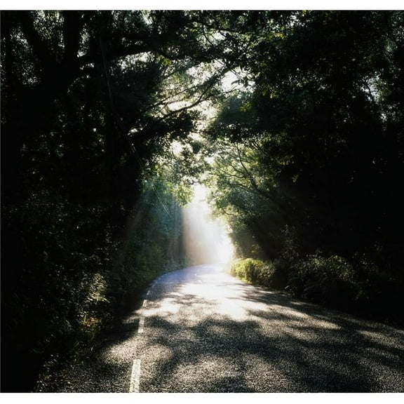 Treelined Road Poster Print by The Irish Image Collection - 30 x 28 - Large