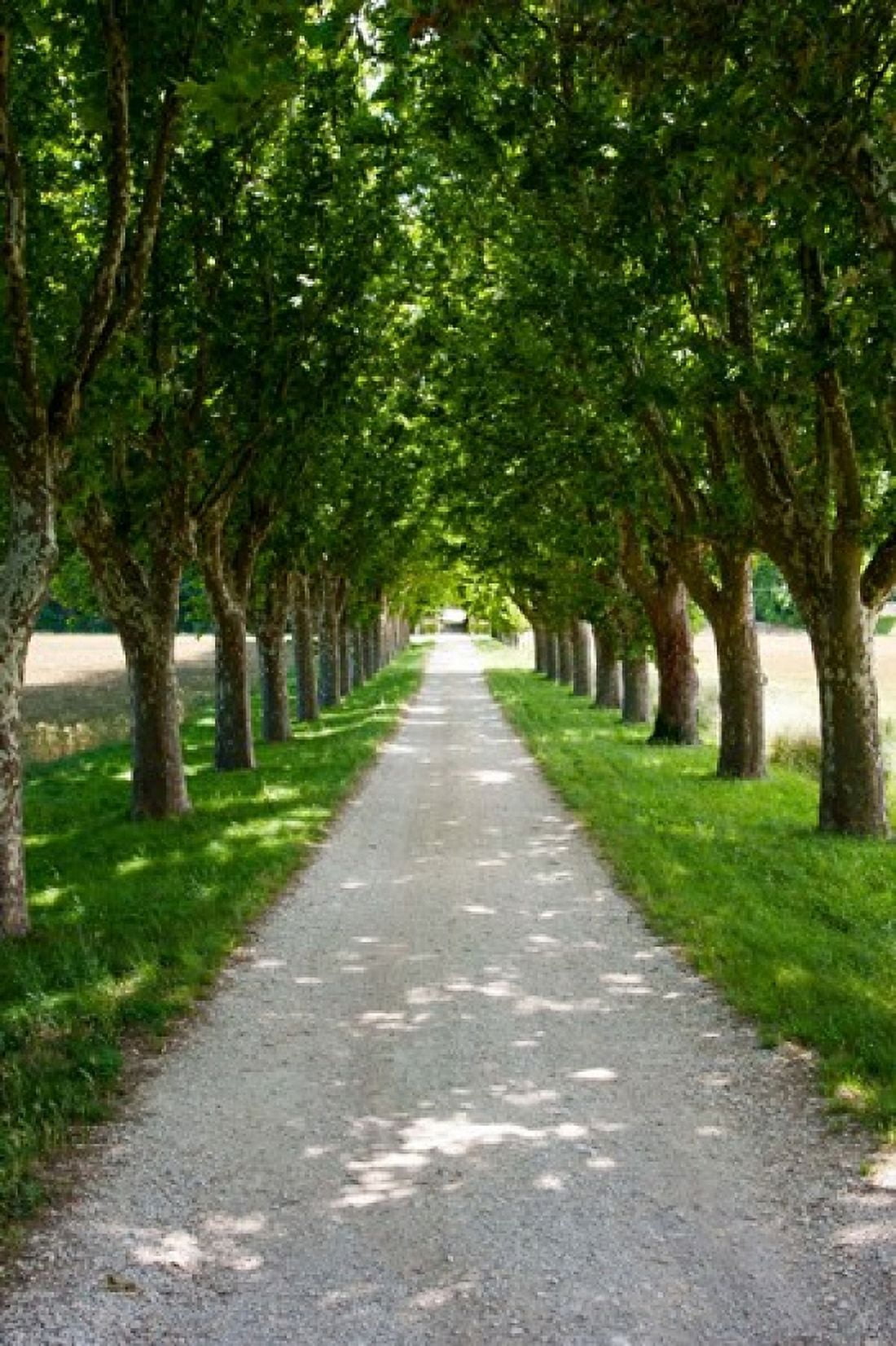 Treelined along a road Vaugines Vaucluse Provence-Alpes-Cote dAzur France Canvas Art - Panoramic Images (24 x 36)