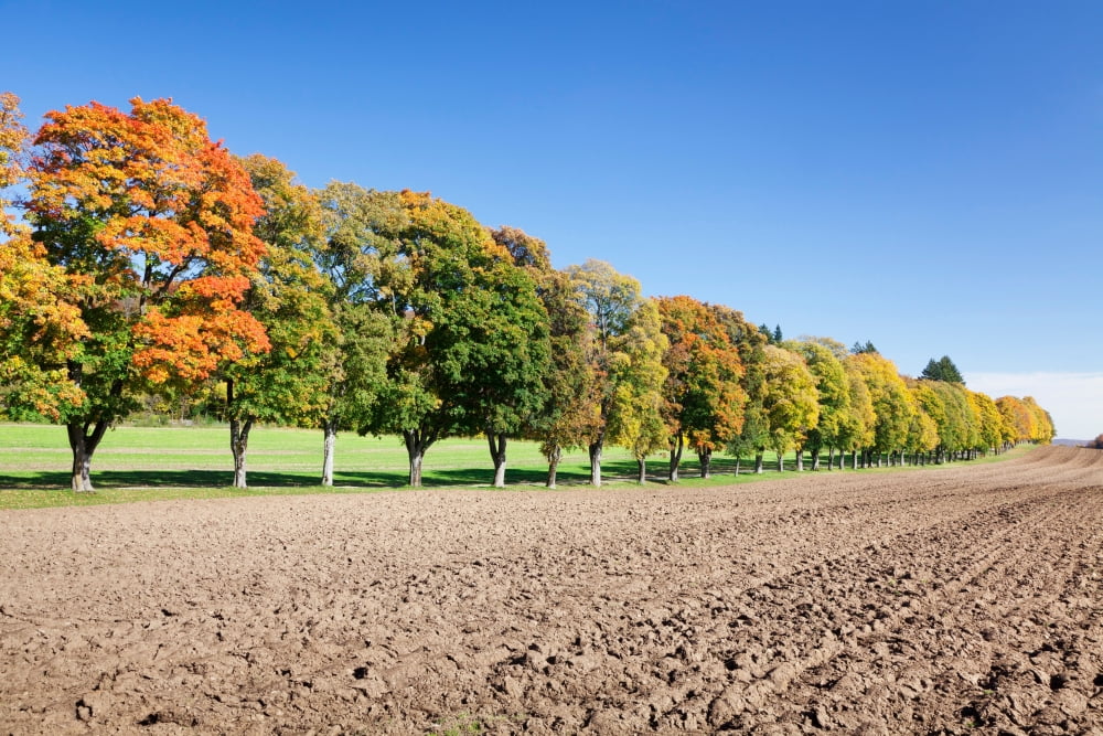 Treelined in a field Baden-Wurttemberg Germany Canvas Art - Panoramic Images (27 x 9)