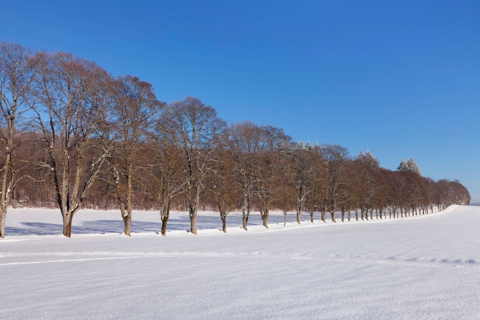 Treelined in a snow covered field Baden-Wurttemberg Germany Canvas Art - Panoramic Images (27 x 9)