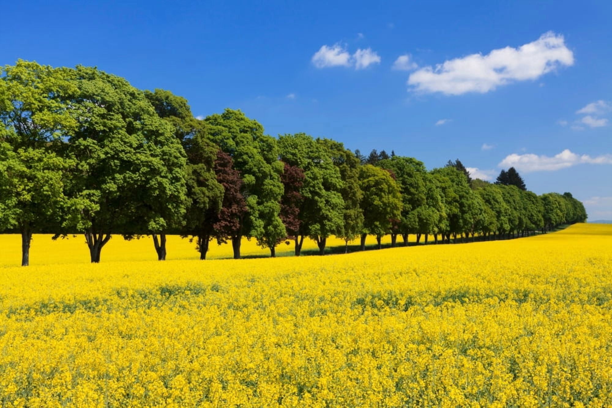 Treelined in an Oilseed Rape field Baden-Wurttemberg Germany Canvas Art - Panoramic Images (36 x 12)