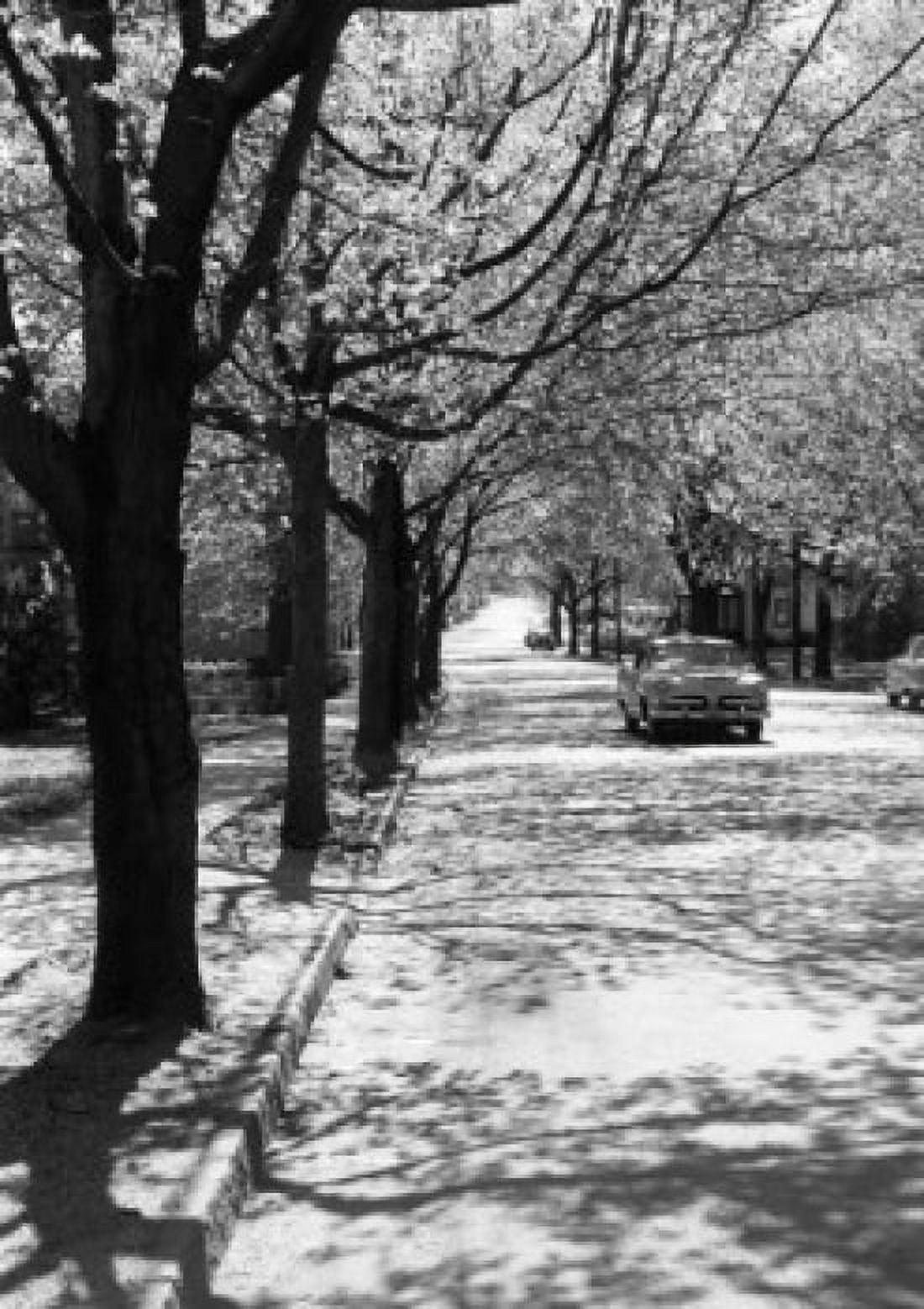 Treelined road Canvas Art -  (24 x 36)