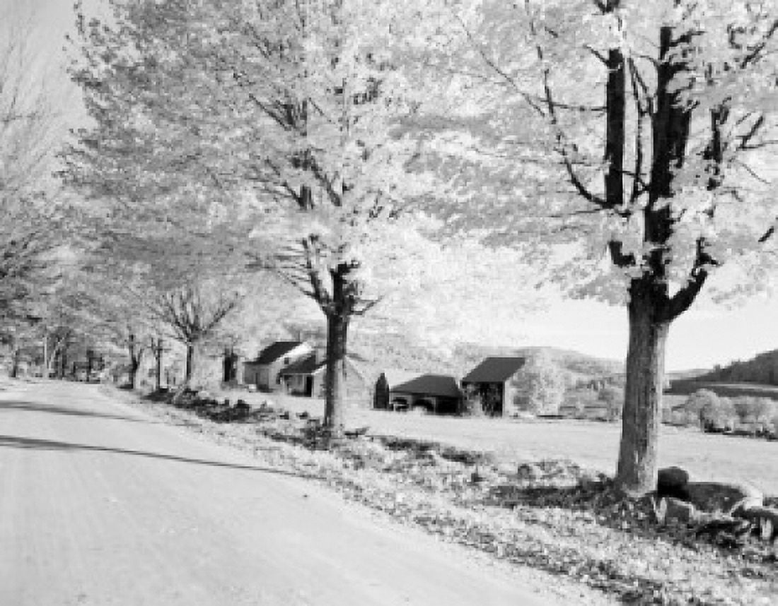 Treelined road Canvas Art - (24 x 36)