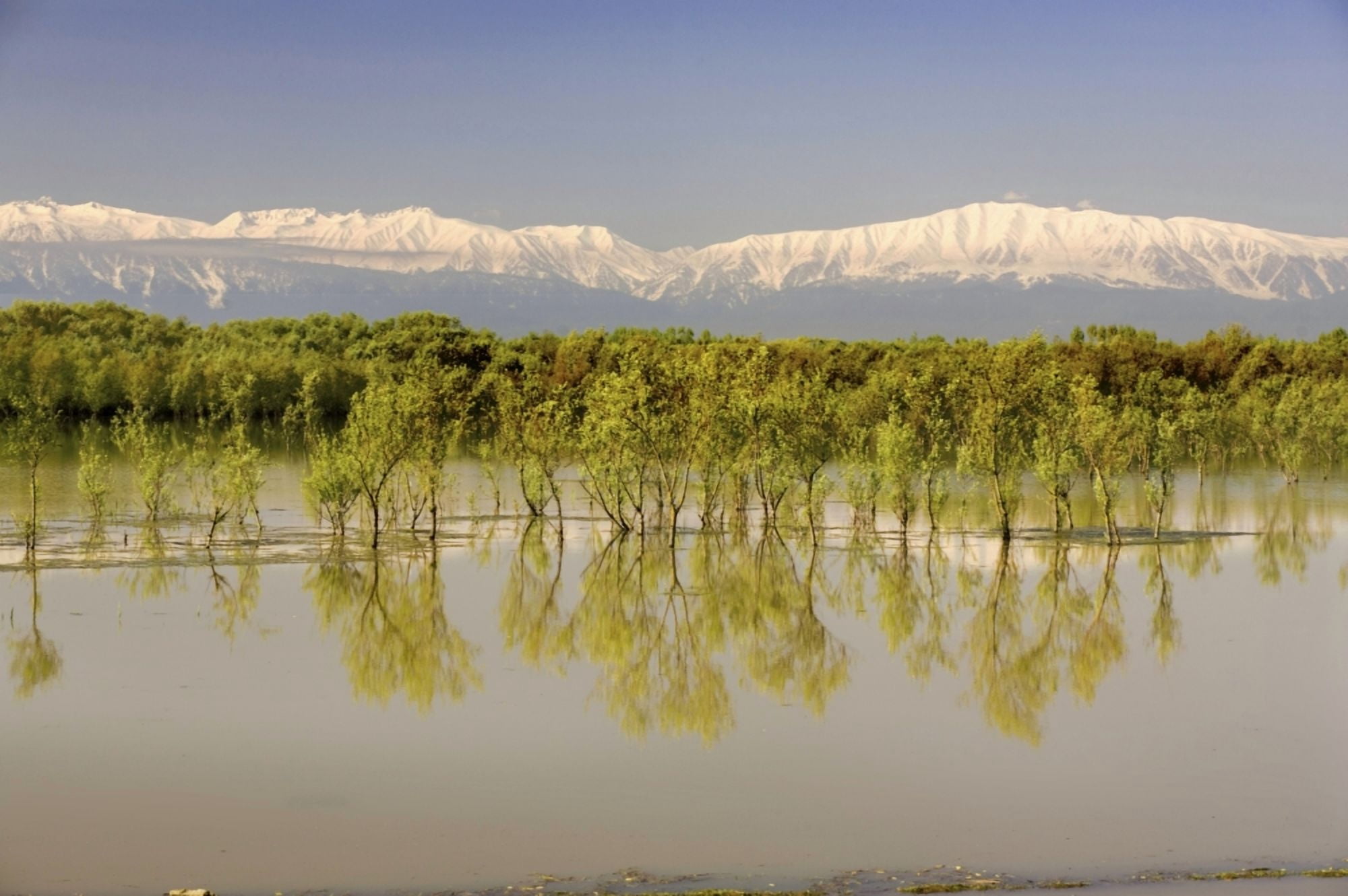Trees Along Shoreline With Mountains In The Background Canvas Art - Matt Brandon Design Pics (18 x 12)