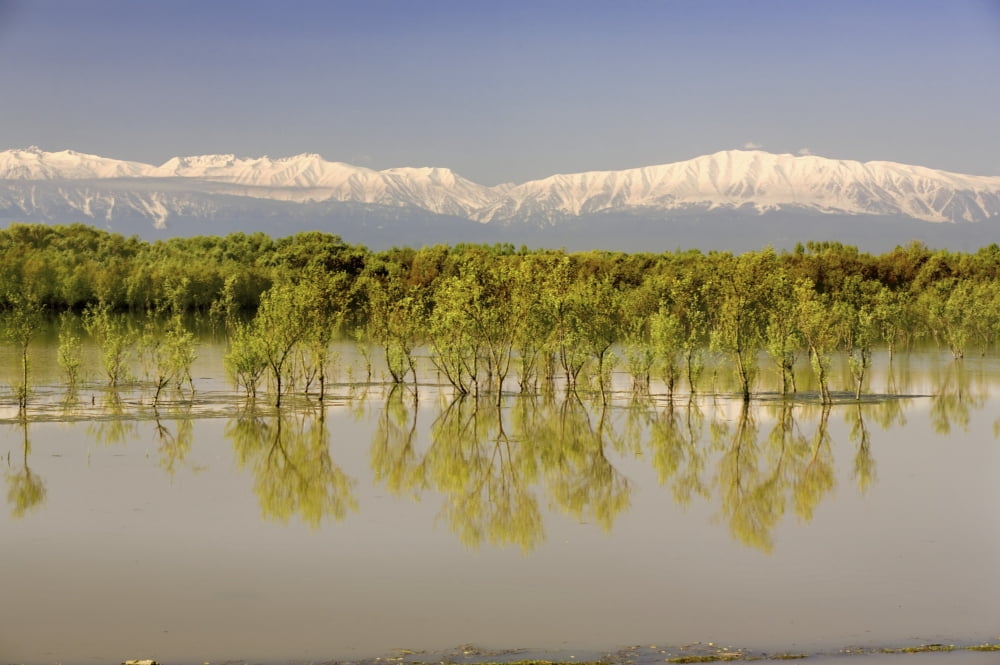 Trees Along Shoreline With Mountains In The Background Canvas Art - Matt Brandon Design Pics (36 x 24)