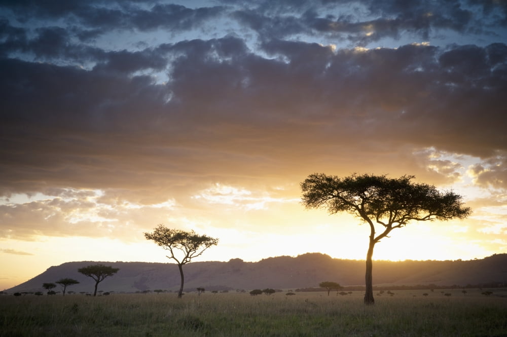 Trees And Animals Across An African Landscape At Sunset Kenya Canvas Art - David DuChemin Design Pics (38 x 24)