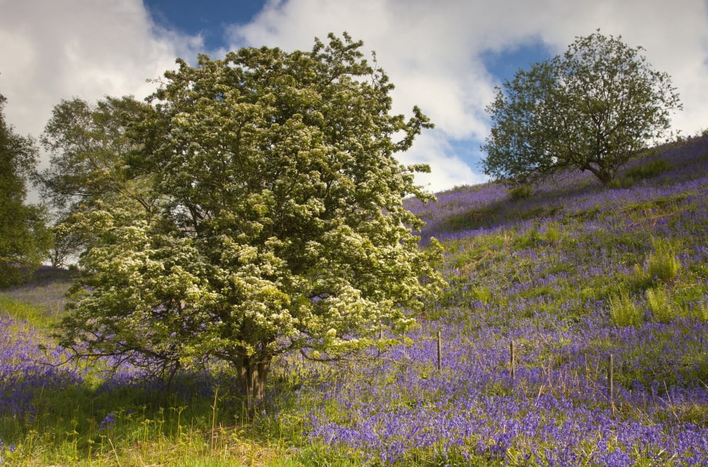 Trees And Purple Wildflowers On A Hillside Northumberland England Canvas Art - John Short Design Pics (19 x 12)