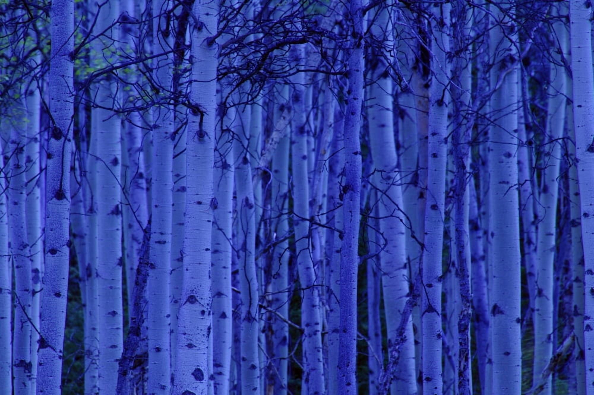 Trees At Night Canvas Art - Don Hammond Design Pics (17 x 11)
