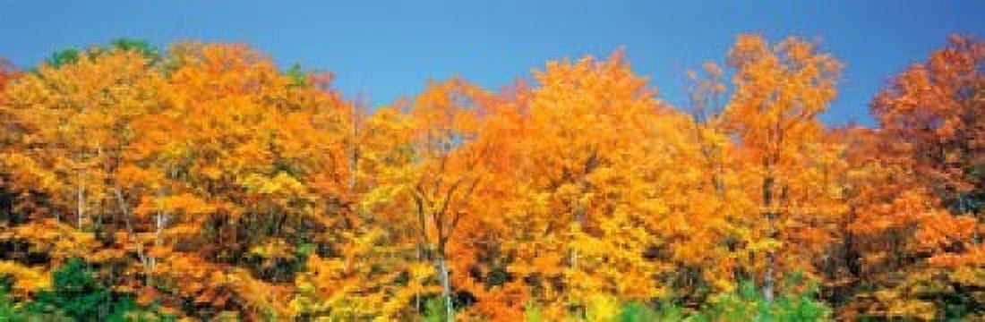 Trees Autumn Ontario Canada Canvas Art - Panoramic Images (36 x 12)