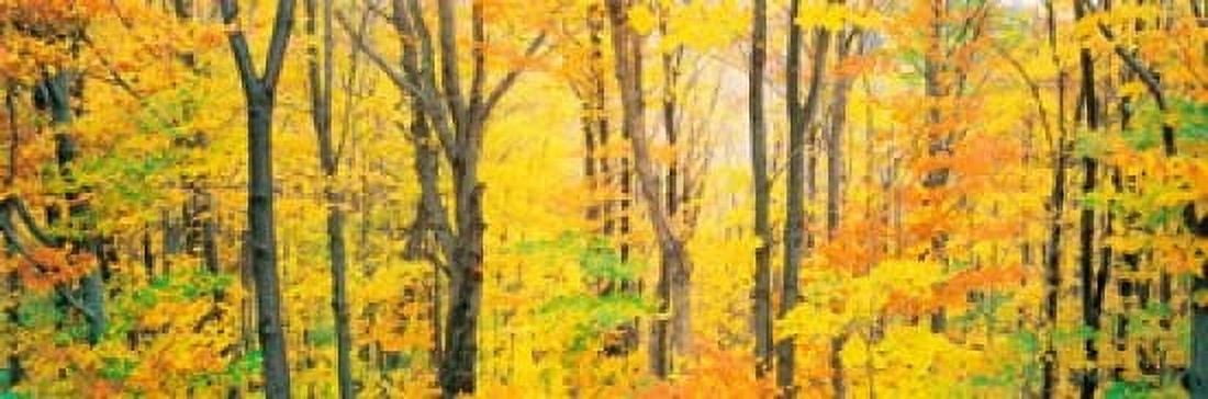 Trees Autumn Quebec Canada Canvas Art - Panoramic Images (18 x 6)