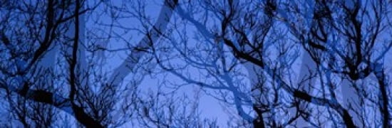 Trees Canvas Art - Panoramic Images (36 x 12)