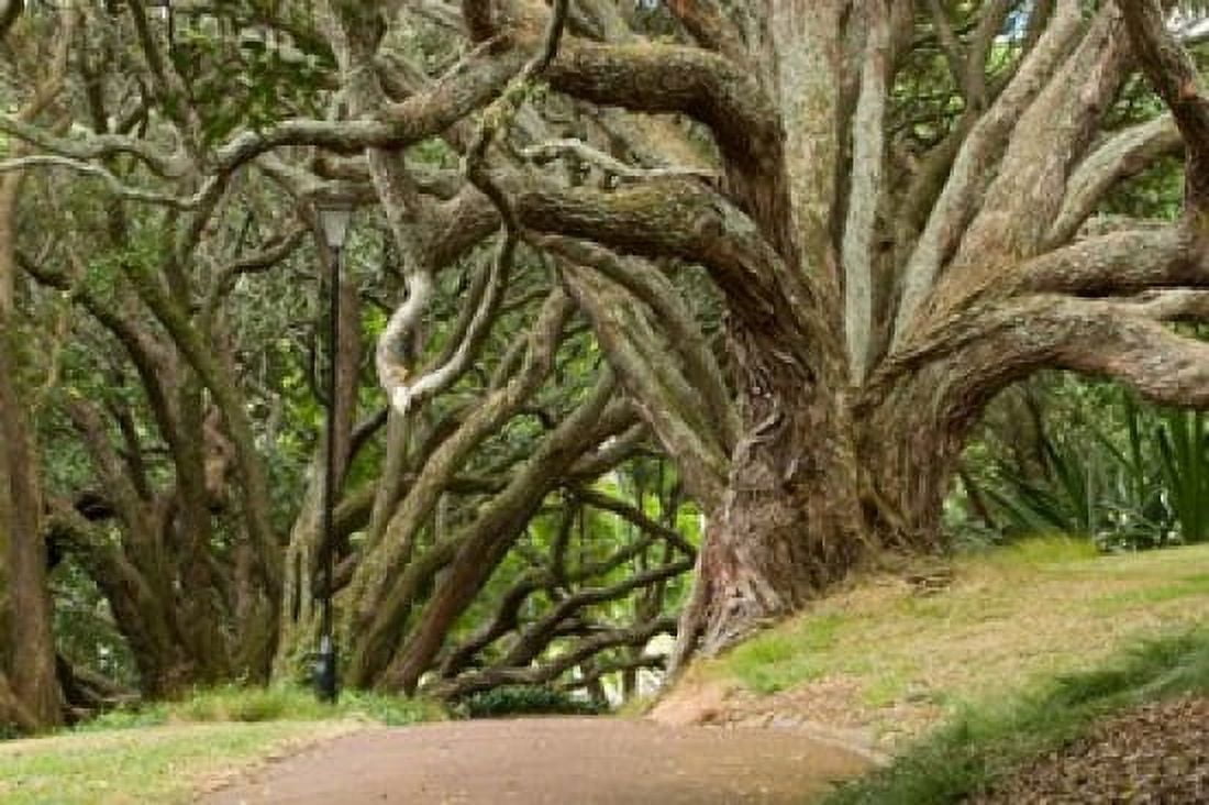 Trees Central Park Auckland New Zealand Canvas Art - Gavriel Jecan DanitaDelimont (26 x 18)