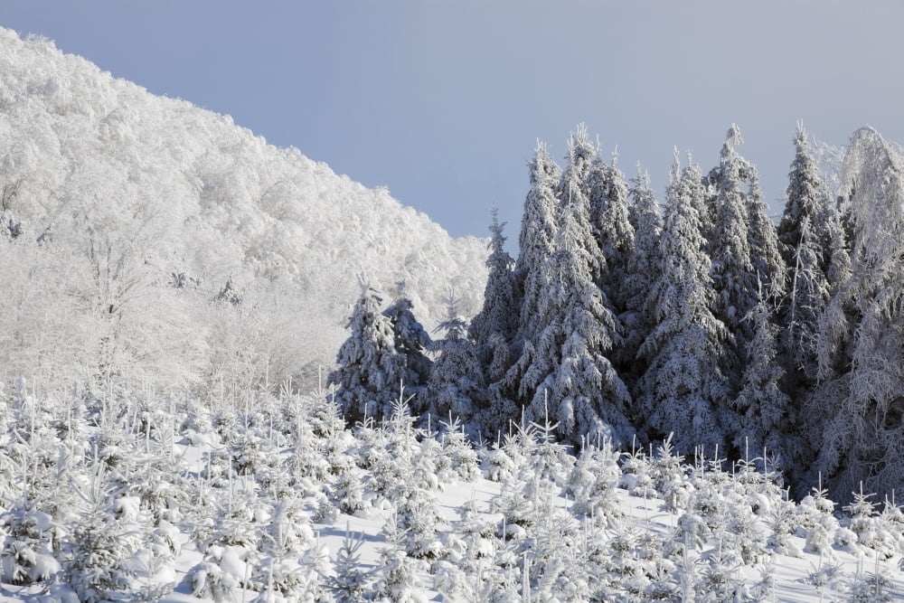 Trees Covered In Snow Canvas Art - David Chapman Design Pics (38 x 24)
