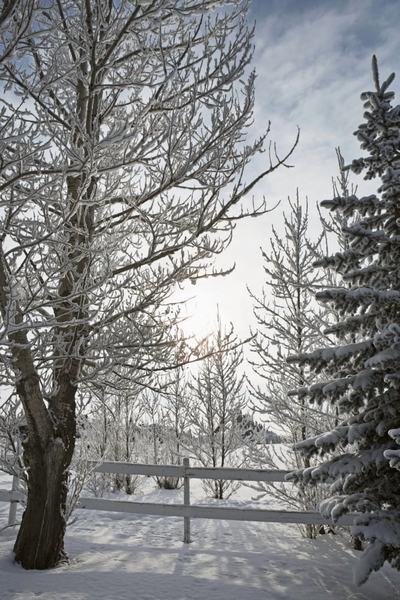 Trees Covered With Snow And Frost Calgary Alberta Canada Canvas Art - Michael Interisano Design Pics (12 x 19)