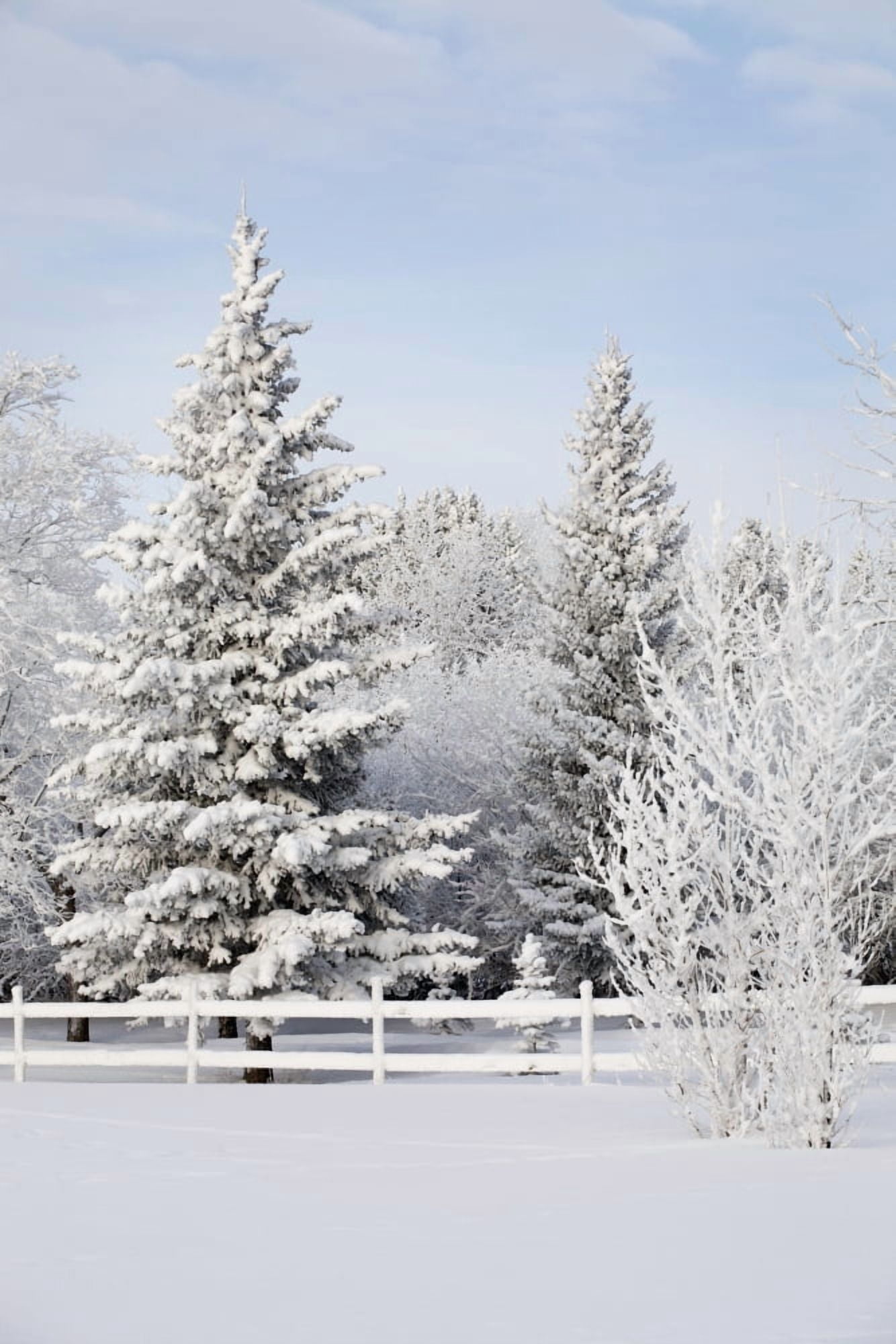 Trees Covered With Snow And Frost Calgary Alberta Canada Canvas Art - Michael Interisano Design Pics (12 x 19)