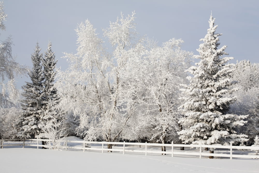 Trees Covered With Snow And Frost Calgary Alberta Canada Canvas Art - Michael Interisano Design Pics (19 x 12)