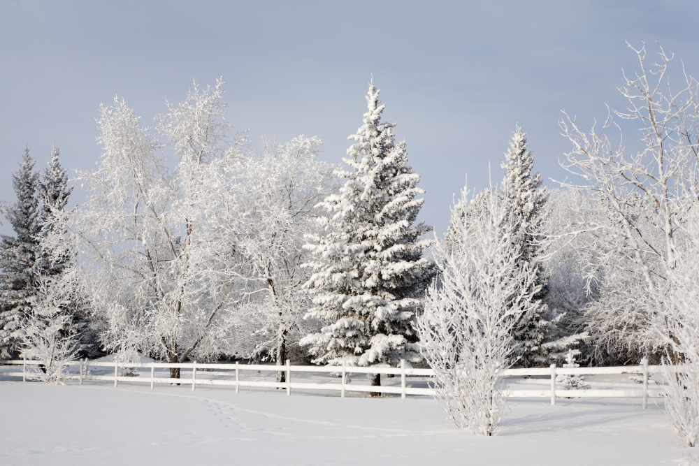 Trees Covered With Snow And Frost Calgary Alberta Canada Canvas Art - Michael Interisano Design Pics (19 x 12)